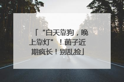 “白天靠狗，晚上靠灯”！菌子近期疯长！别乱捡