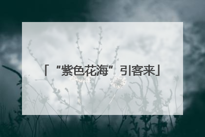 “紫色花海”引客来