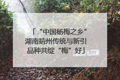 “中国杨梅之乡”湖南靖州传统与新引品种共绽“梅”好