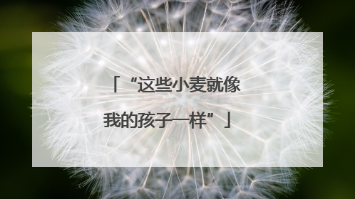 “这些小麦就像我的孩子一样”