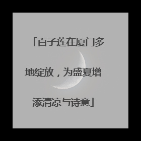 百子莲在厦门多地绽放，为盛夏增添清凉与诗意