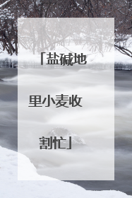 盐碱地里小麦收割忙