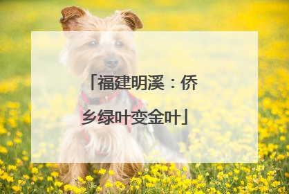 福建明溪：侨乡绿叶变金叶