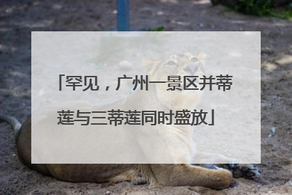 罕见，广州一景区并蒂莲与三蒂莲同时盛放