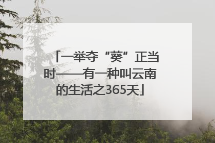一举夺“葵”正当时——有一种叫云南的生活之365天