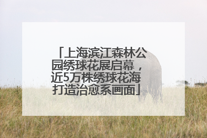 上海滨江森林公园绣球花展启幕，近5万株绣球花海打造治愈系画面
