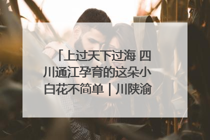 上过天下过海 四川通江孕育的这朵小白花不简单｜川陕渝网络名人巴中行