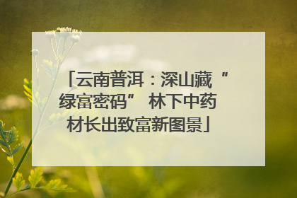 云南普洱：深山藏“绿富密码” 林下中药材长出致富新图景