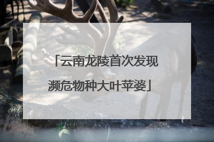云南龙陵首次发现濒危物种大叶苹婆