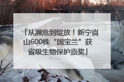 从濒危到绽放！新宁崀山600株“国宝兰”获省级生物保护嘉奖