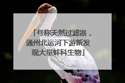 号称天然过滤器，通州北运河下游新发现大量蚌科生物