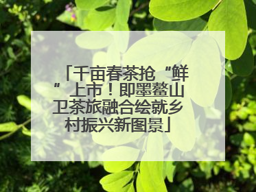 千亩春茶抢“鲜”上市！即墨鳌山卫茶旅融合绘就乡村振兴新图景