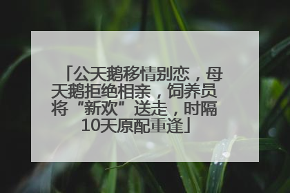 公天鹅移情别恋，母天鹅拒绝相亲，饲养员将“新欢”送走，时隔10天原配重逢