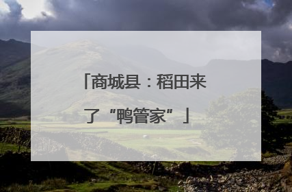 商城县：稻田来了“鸭管家”