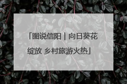 图说信阳｜向日葵花绽放 乡村旅游火热