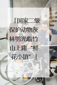国家二级保护动物灰林鸮光临竹山上庸“鲜花小镇”