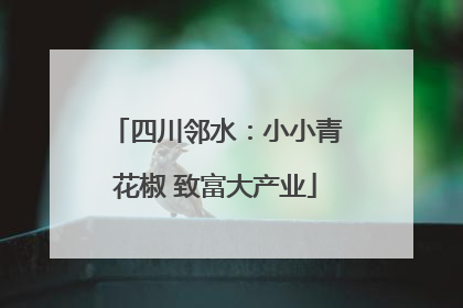 四川邻水：小小青花椒 致富大产业