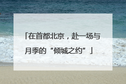 在首都北京，赴一场与月季的“倾城之约”