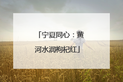 宁夏同心：黄河水润枸杞红