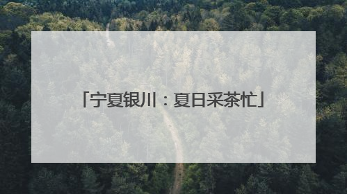 宁夏银川：夏日采茶忙