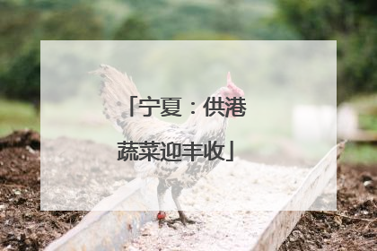 宁夏：供港蔬菜迎丰收