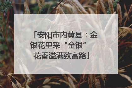 安阳市内黄县：金银花里采“金银” 花香溢满致富路