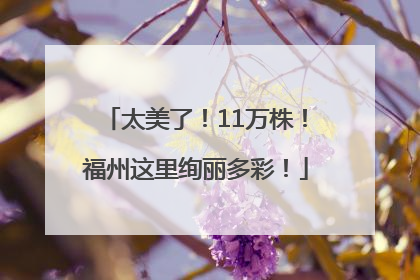 太美了！11万株！福州这里绚丽多彩！