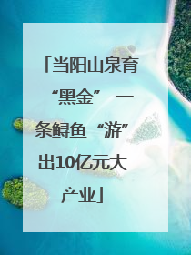 当阳山泉育“黑金” 一条鲟鱼“游”出10亿元大产业
