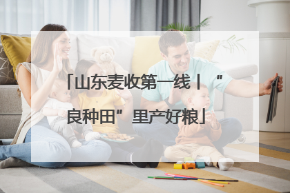 山东麦收第一线丨“良种田”里产好粮