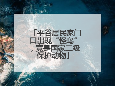 平谷居民家门口出现“怪鸟”，竟是国家二级保护动物
