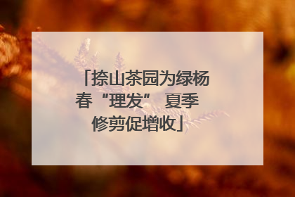 捺山茶园为绿杨春“理发” 夏季修剪促增收