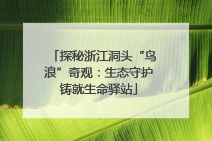 探秘浙江洞头“鸟浪”奇观：生态守护铸就生命驿站
