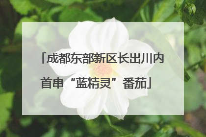 成都东部新区长出川内首串“蓝精灵”番茄