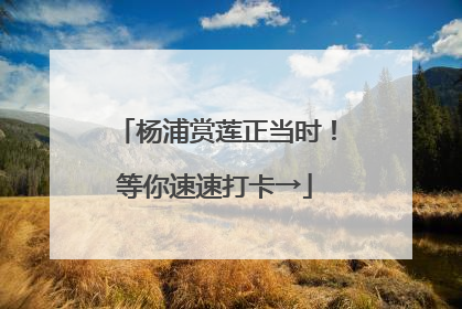 杨浦赏莲正当时！等你速速打卡→