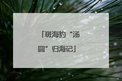 斑海豹“汤圆”归海记
