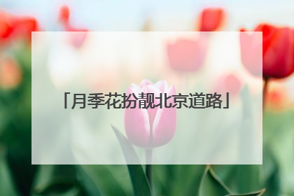 月季花扮靓北京道路