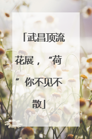 武昌顶流花展，“荷”你不见不散