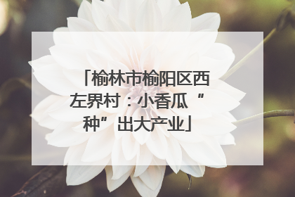 榆林市榆阳区西左界村：小香瓜“种”出大产业