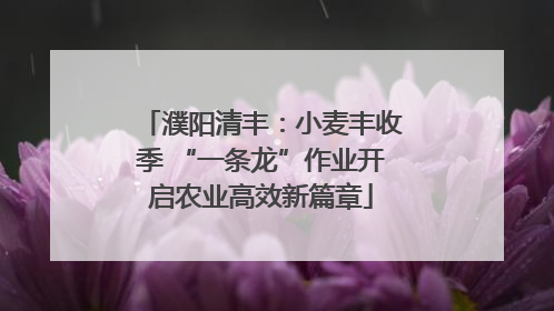 濮阳清丰：小麦丰收季 “一条龙”作业开启农业高效新篇章