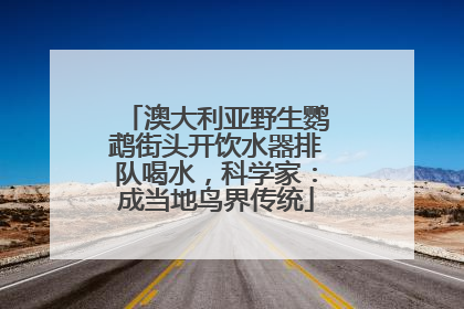 澳大利亚野生鹦鹉街头开饮水器排队喝水，科学家：成当地鸟界传统