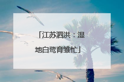 江苏泗洪：湿地白鹭育雏忙
