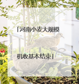 河南小麦大规模机收基本结束