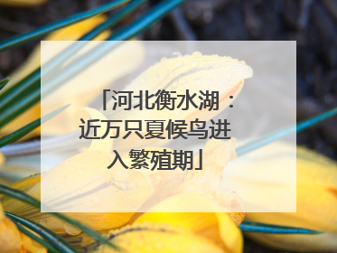 河北衡水湖：近万只夏候鸟进入繁殖期