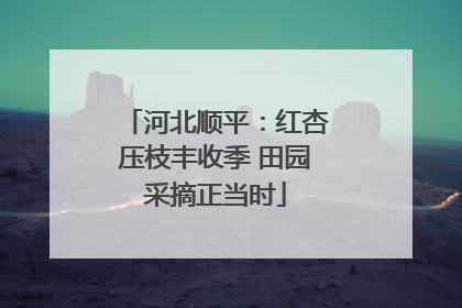 河北顺平：红杏压枝丰收季 田园采摘正当时