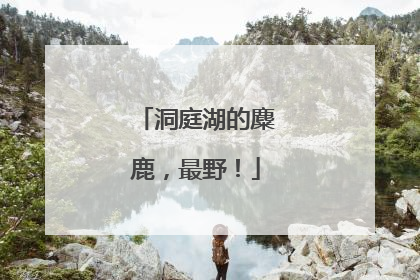 洞庭湖的麋鹿，最野！