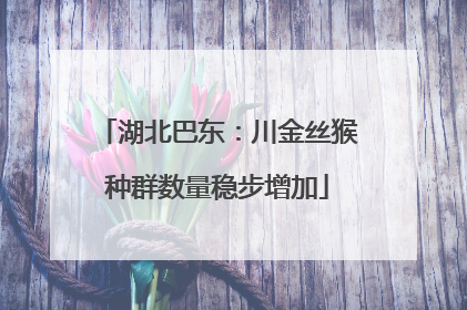 湖北巴东：川金丝猴种群数量稳步增加
