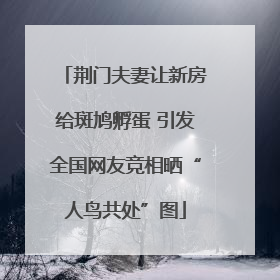 荆门夫妻让新房给斑鸠孵蛋 引发全国网友竞相晒“人鸟共处”图