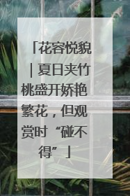 花容悦貌｜夏日夹竹桃盛开娇艳繁花，但观赏时“碰不得”
