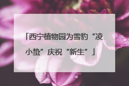 西宁植物园为雪豹“凌小蛰”庆祝“新生”