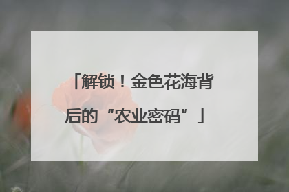 解锁！金色花海背后的“农业密码”